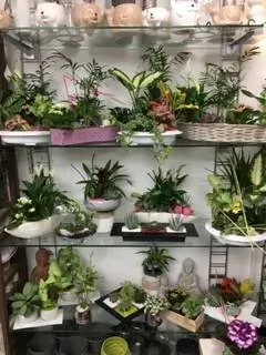 nos plantes (1)